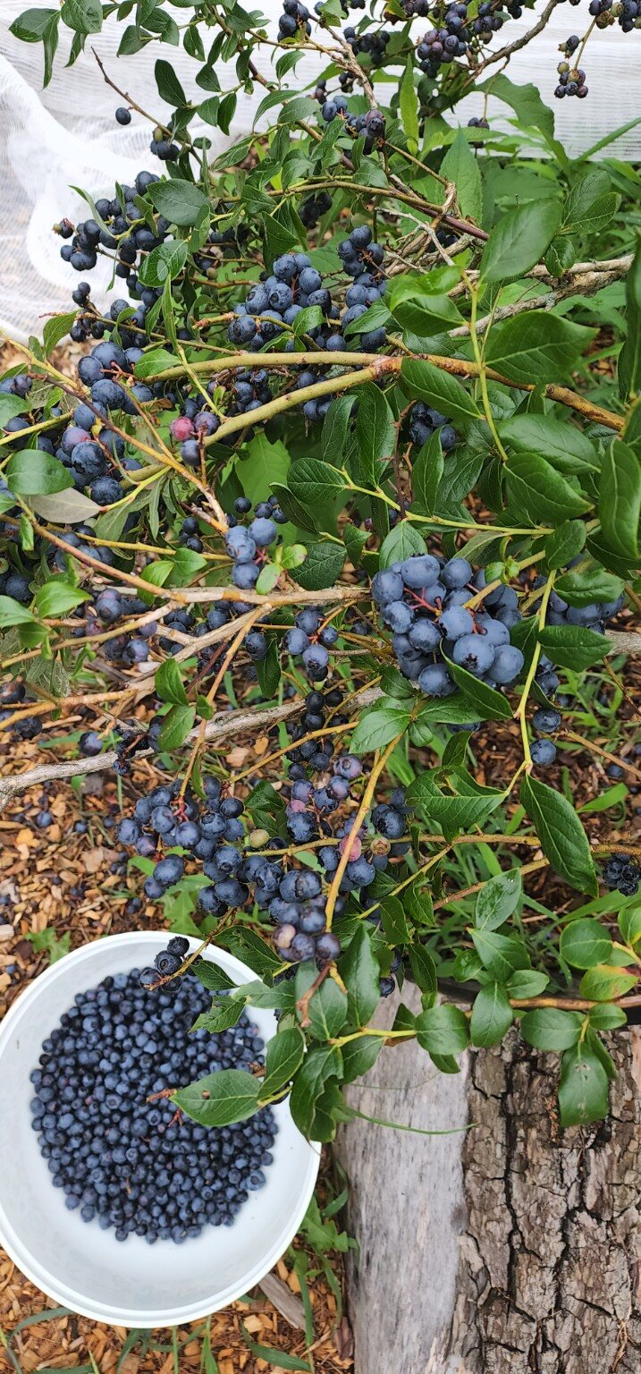 Summer and Fall Harvests